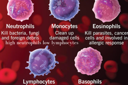 high neutrophils low lymphocytes